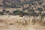 Ethiopia - Netch Sar Park - 73 - Swaynes Hartebeest